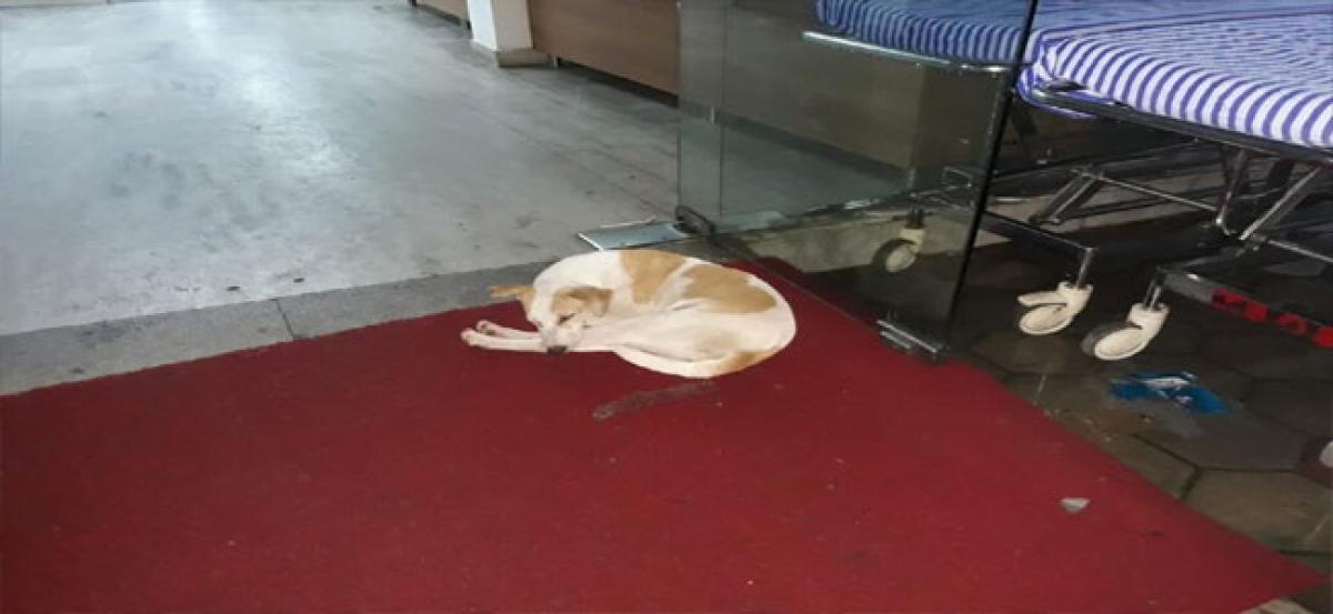 Stray dog menace grips Apollo Hospital