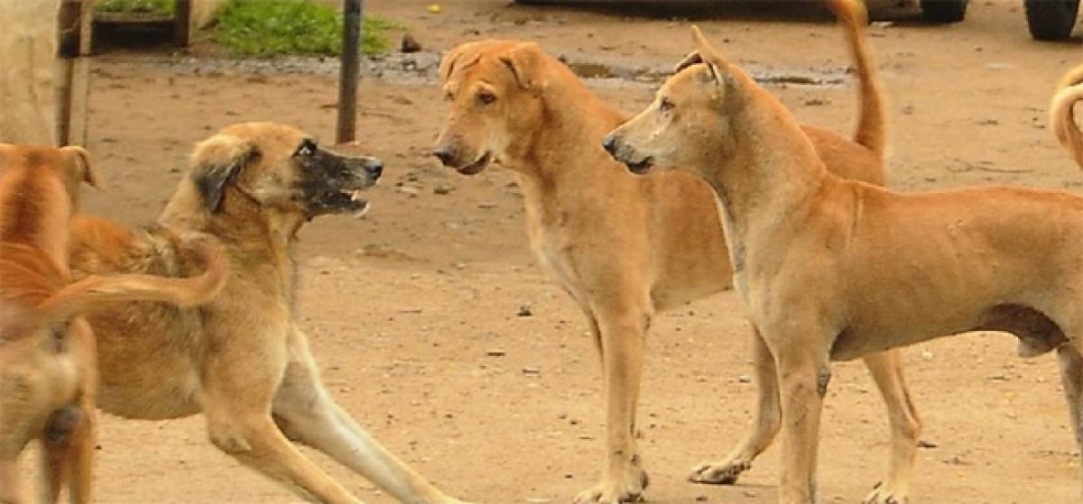 Stray dog bites 7 persons in Nagarkurnool
