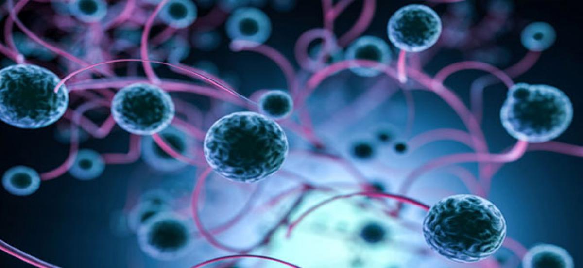 Fasting improves stem cells’ regenerative capacity: Study
