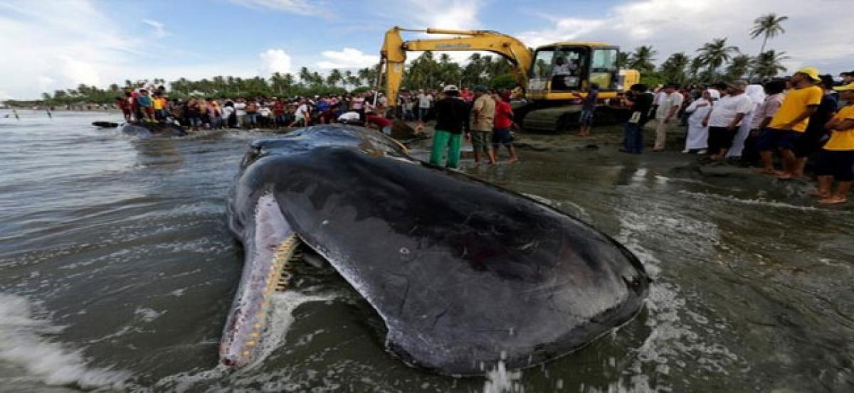 Nearly 150 stranded whales die at Australian beach