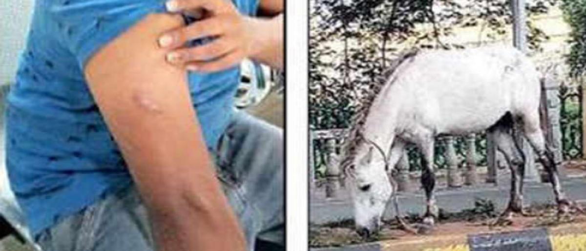 Mysuru: Stray horse goes wild and bites civilian