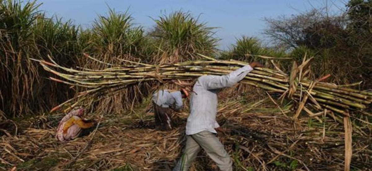 Cabinet approves Rs 8,500 crore bailout package for sugar industry