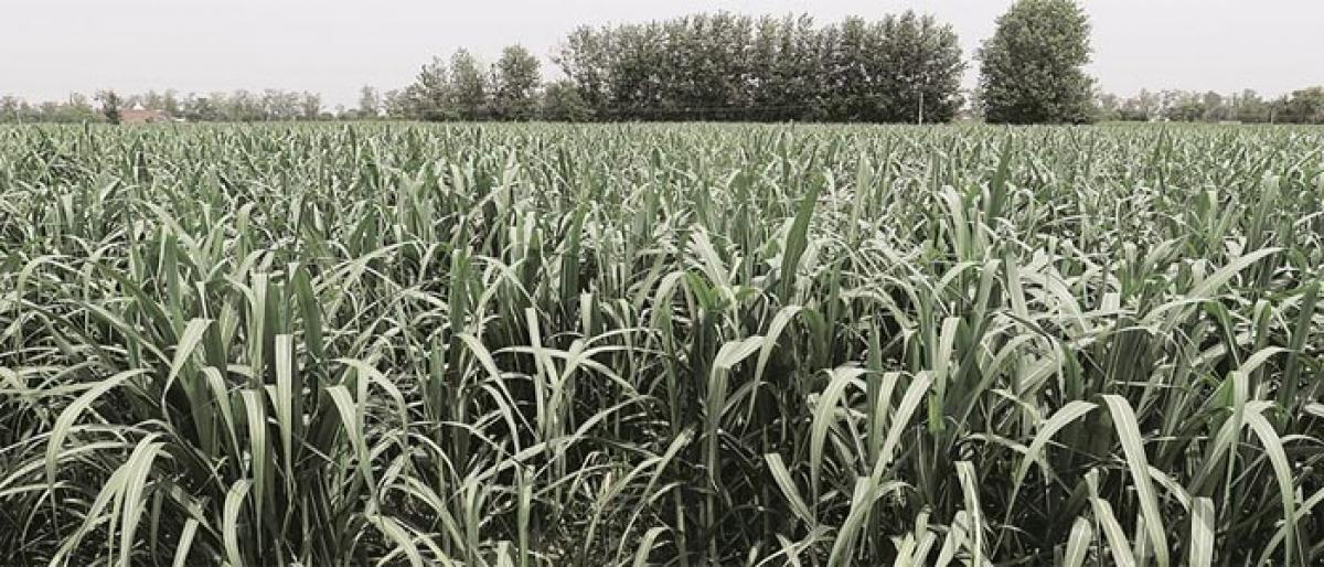 UP Mode Farming To Increase Sugarcrane Productivity