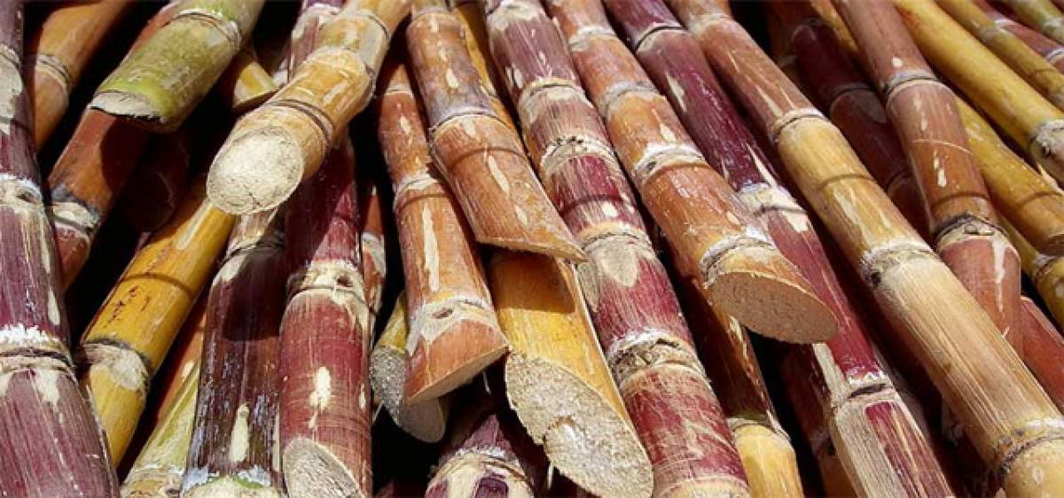 Sugarcane area decreases in Nellore