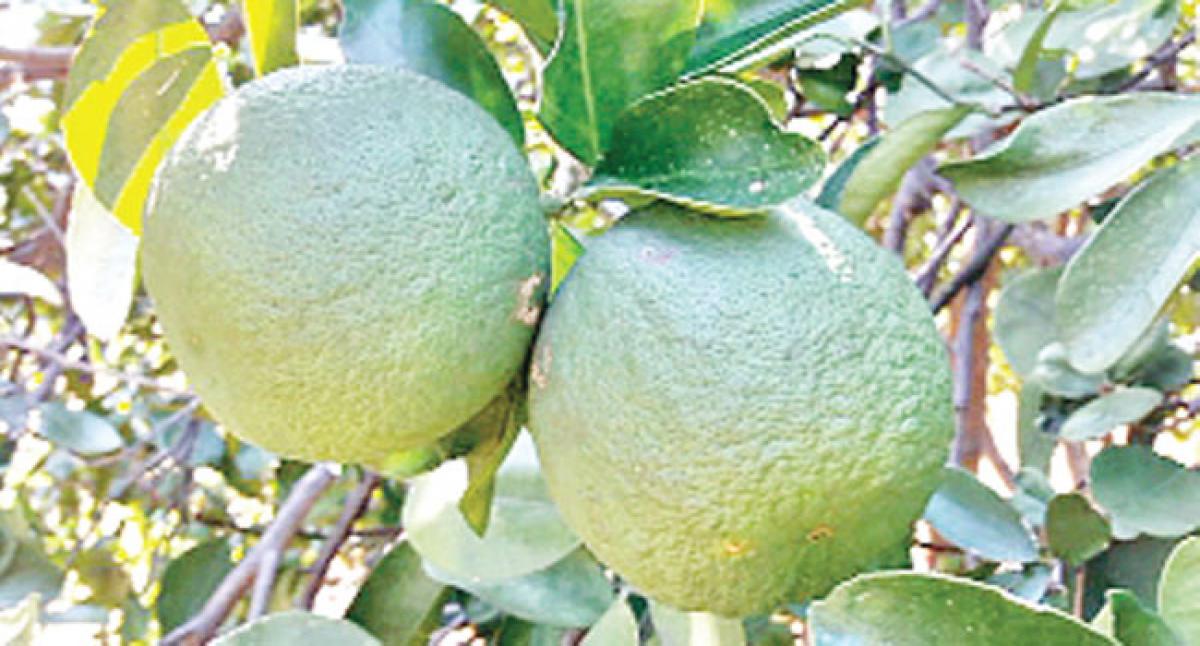 Sweet lime cultivation turns sour for growers