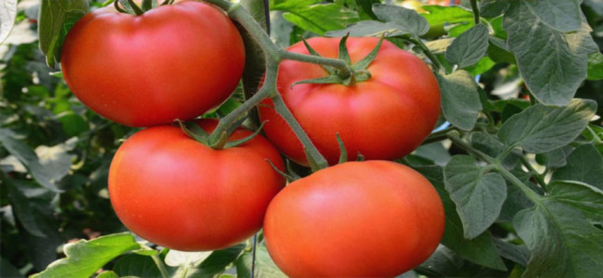 Diet rich in tomatoes may cut skin cancer risk