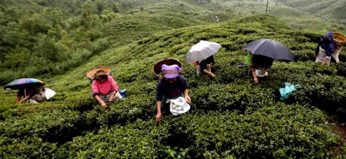 Ethnic unrest leaves worlds tea drinkers thirsty for USD 1,800 Darjeeling brew