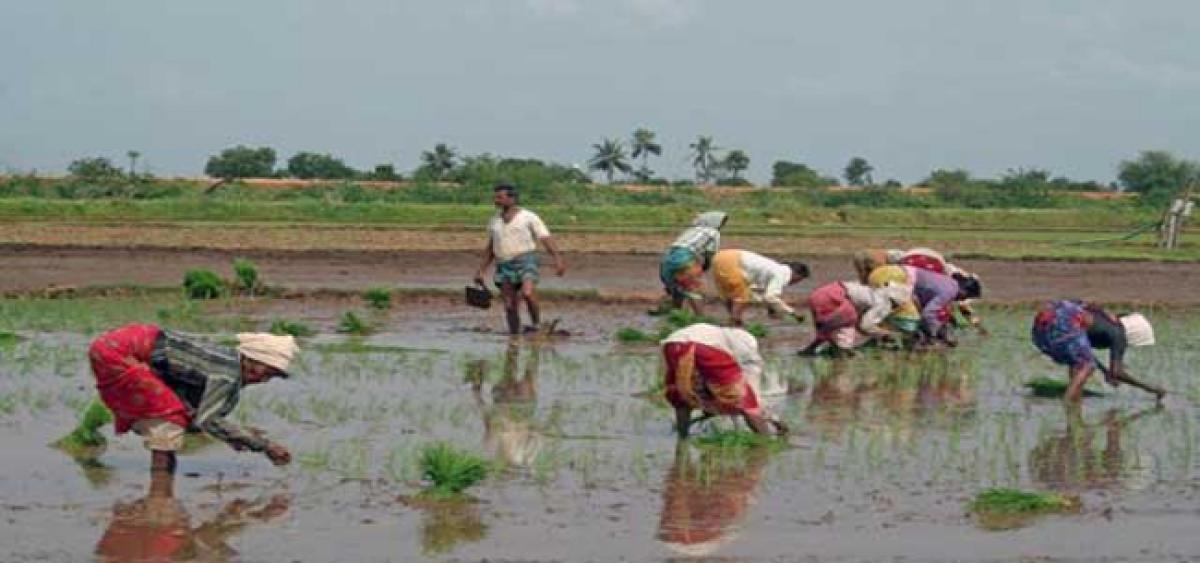 AP Govt to help tenant farmers secure loans from banks