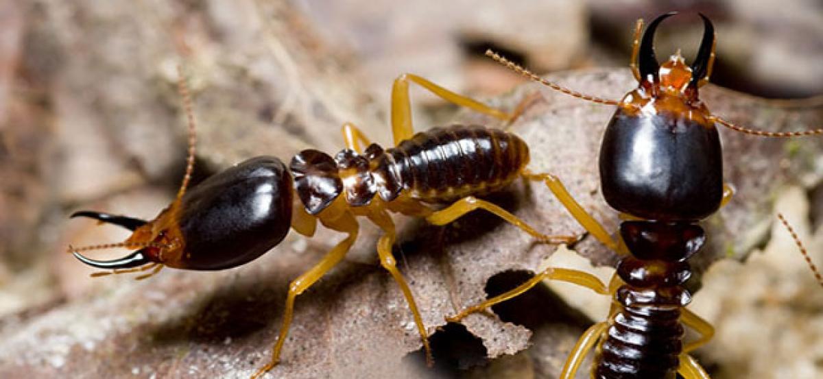 Termite, the true leader – An uncommon HR wisdom