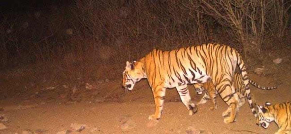 “Dark day for the nation” PETA terms regarding the killing of tigress Avni