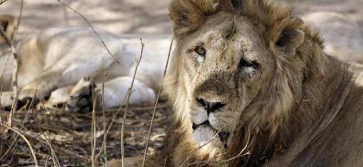 More Asiatic lions in India test positive for virus after 23 deaths