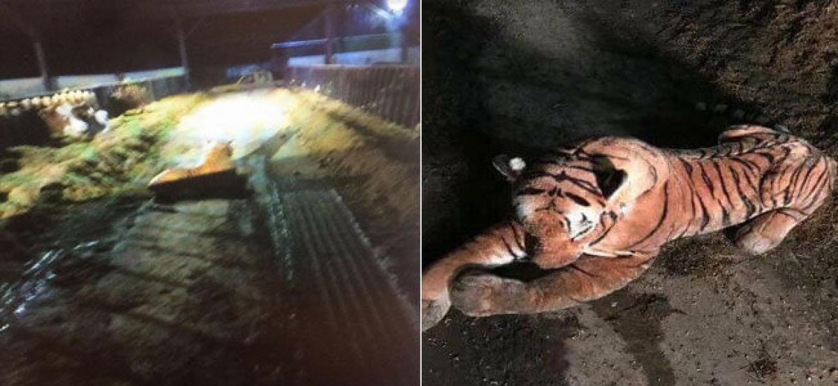 Police engage in 45-minute standoff with ‘Tiger’