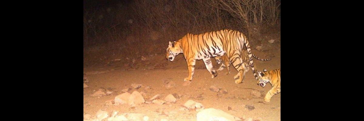 Norms flouted in tigress Avni killing: NTCA panel