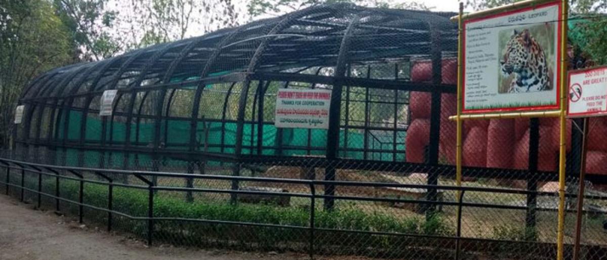 Warangal Zoo to get rare species tiger