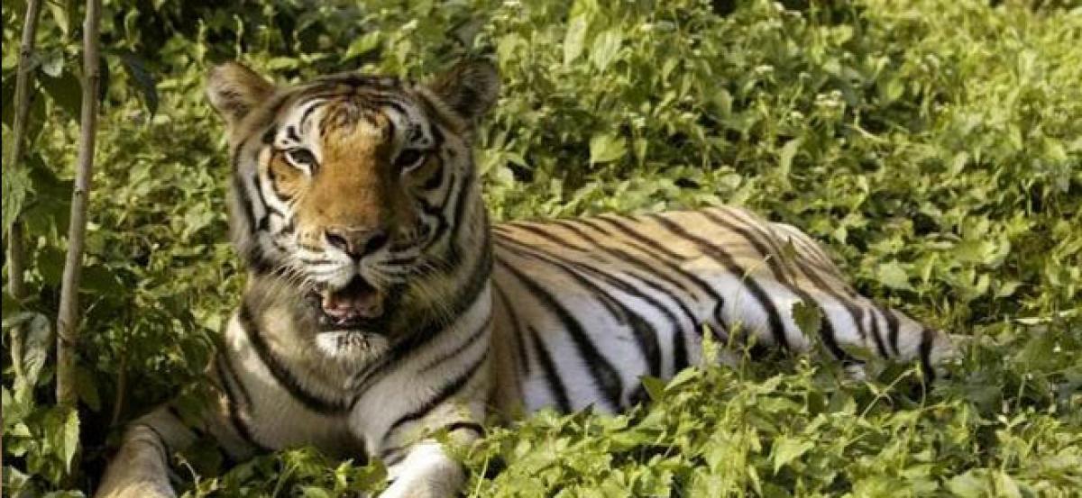 “History has been created in conservation and revival efforts of tigers” says Naveen Patnaik