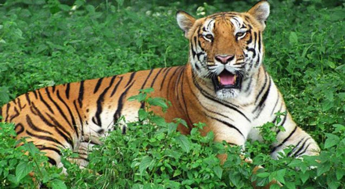 Tiger census to begin from Jan 21