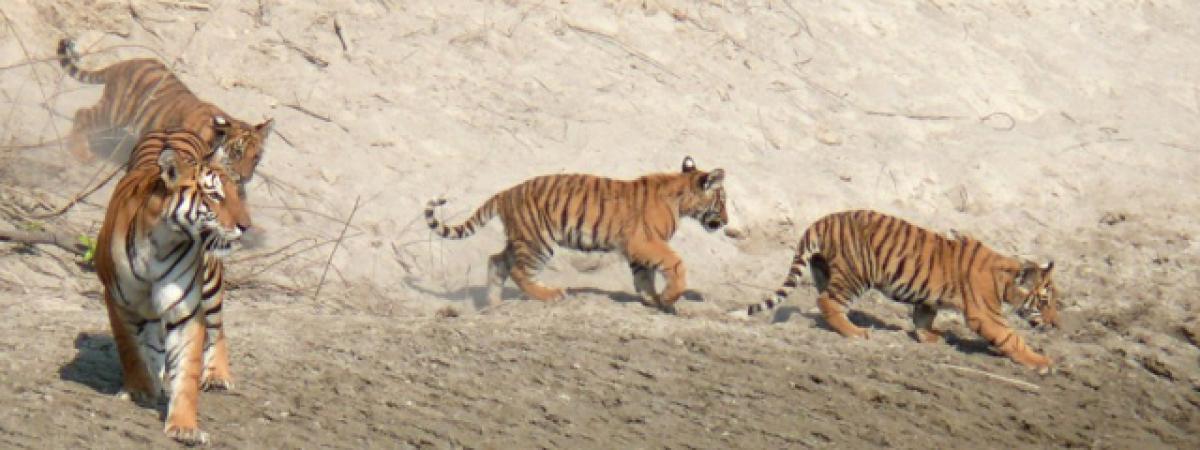 AP Govt moots setting up of tiger safaris, deer parks