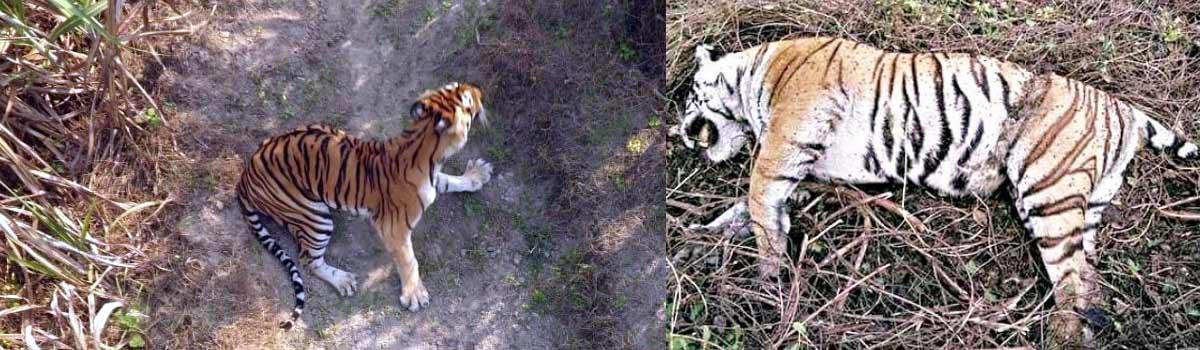 384 tigers killed in India in last 10 years, reveals RTI