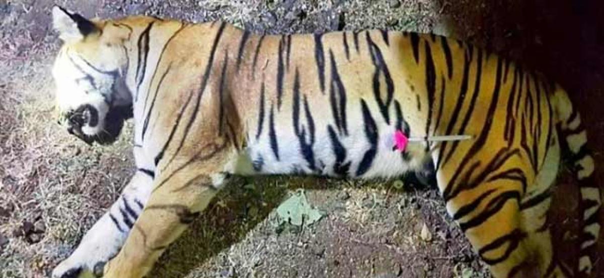 Cubs of man-eater tigress Avni, shot in controversial hunt, spotted alive