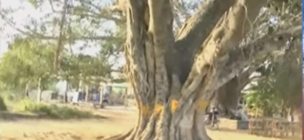 Court Saves 70 Year Old Tree In AP Village