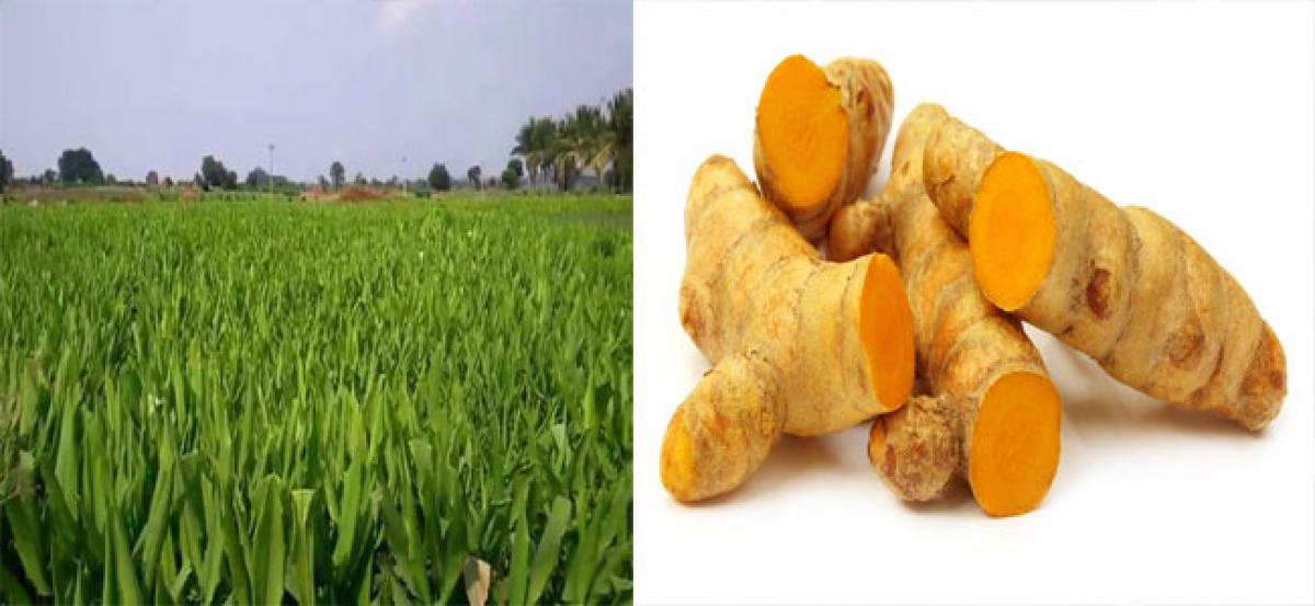 Turmeric prices likely to rule Rupees 5,800 per quintal