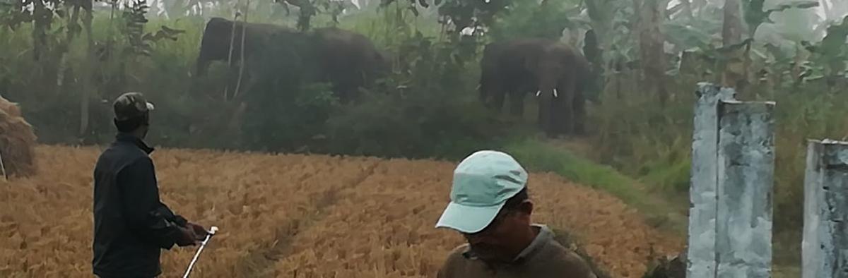 Elephants give sleepless nights to villagers