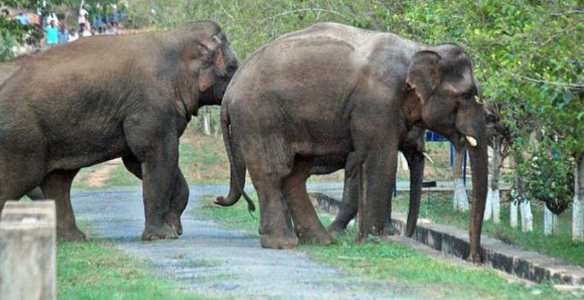 12 tuskers create flutter in 2 districts