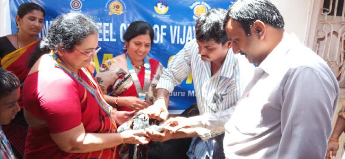 Vaccination administered to goats