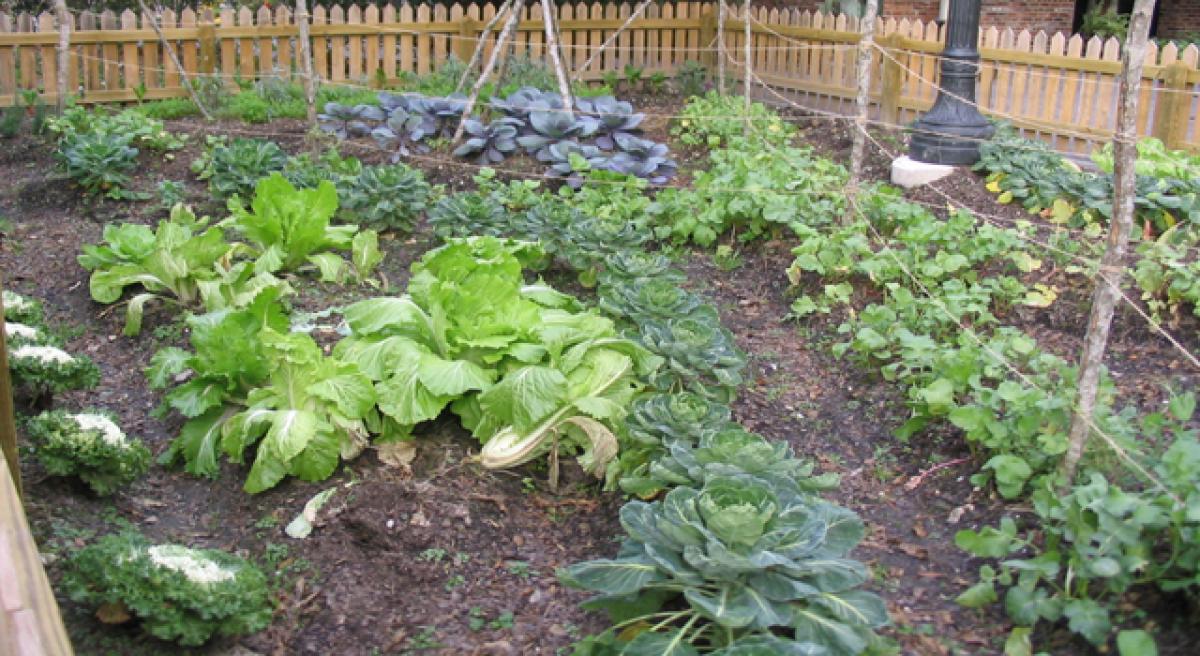 Vegetable cultivation in Anganwadi centres soon