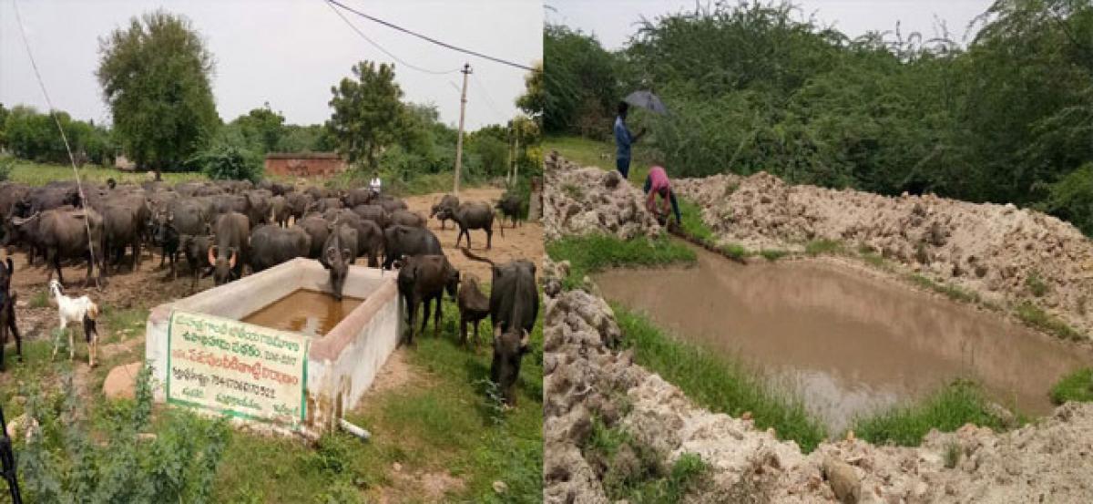 The wow factor in farm ponds