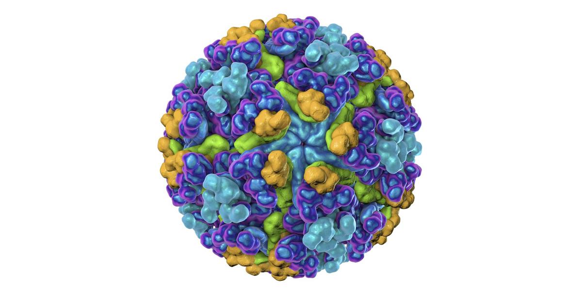 New vaccine shows promise against chikungunya virus