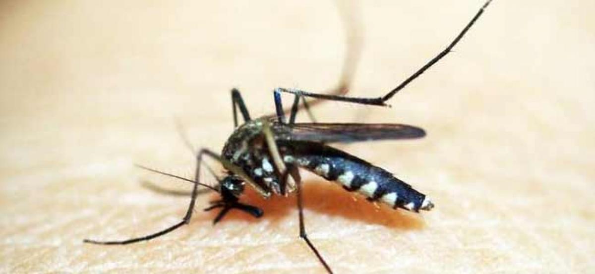 Dengue cases surge in Hyderabad with scores of people testing positive