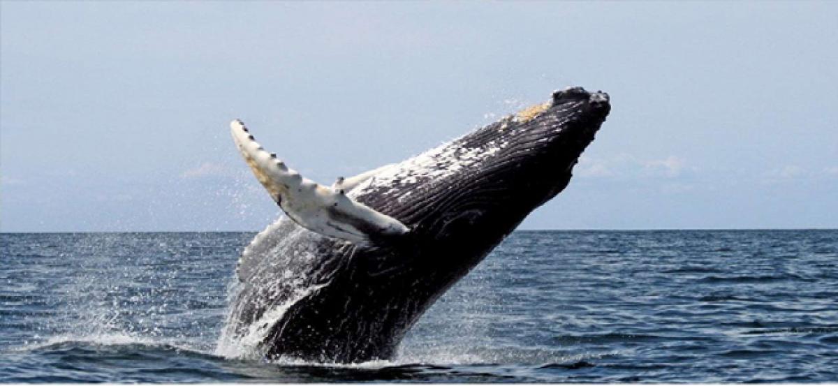 Japan to seek partial resumption of commercial whale hunting