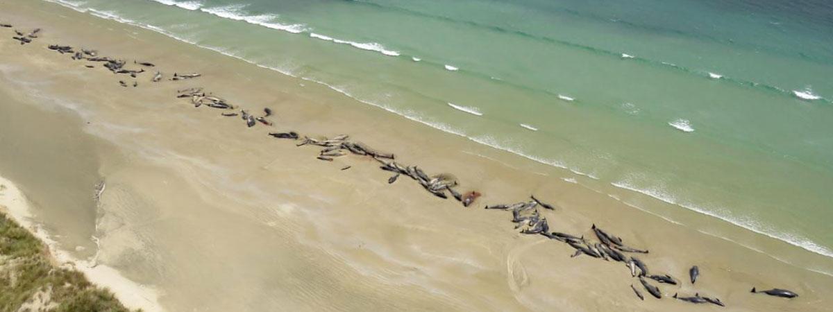 Up to 145 whales die after mass stranding in New Zealand