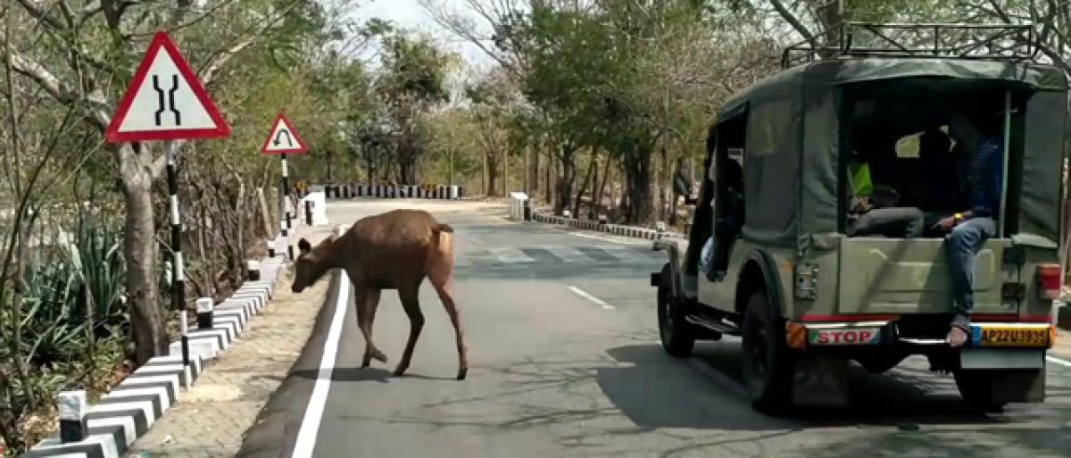 Quest for water spells doom for wild animals