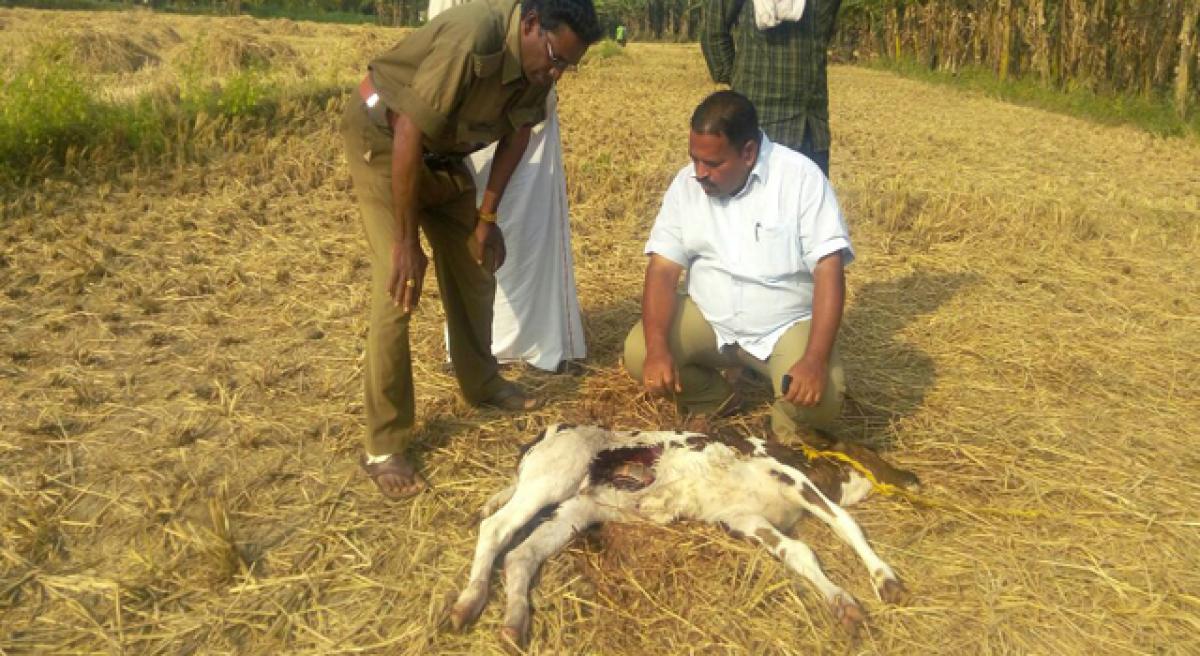 Wild animal giving sleepless nights to villagers