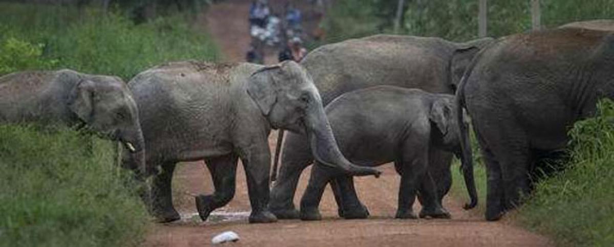 Forest guard hurt while driving away wild elephants