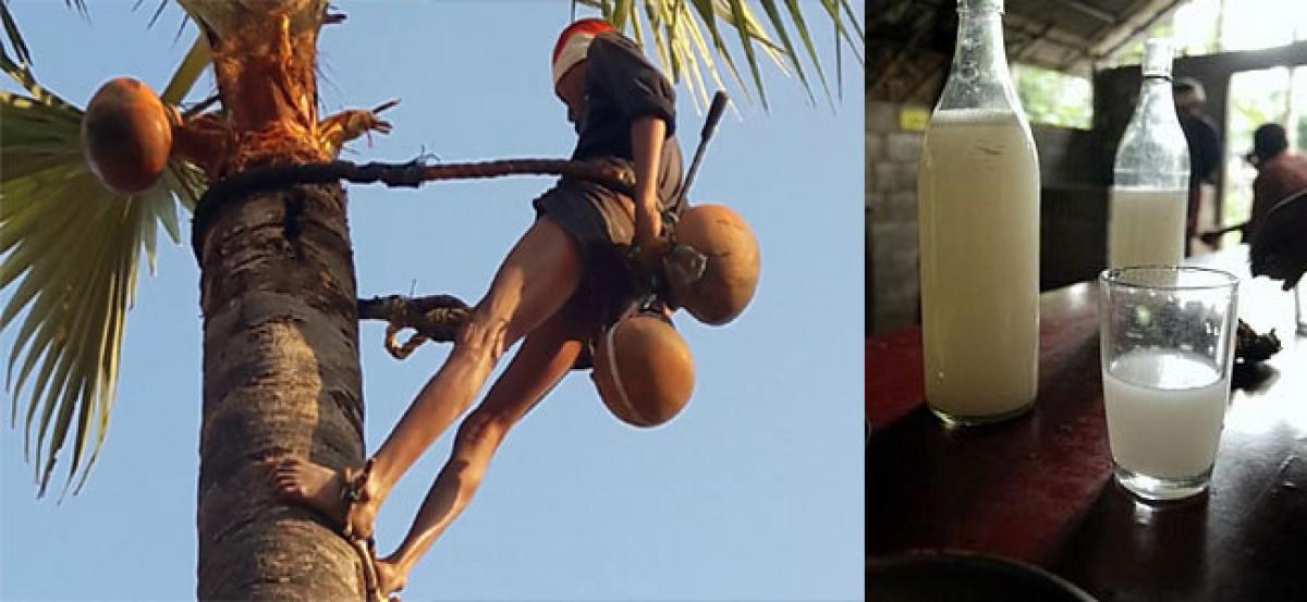 Occupation of collecting palm wine – Risking it all on the tree!!!