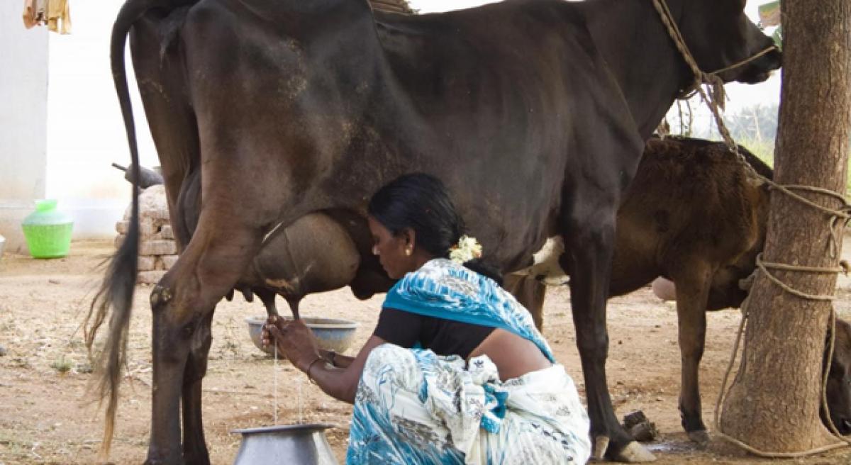 Kambadur women turn to dairy, milk profits