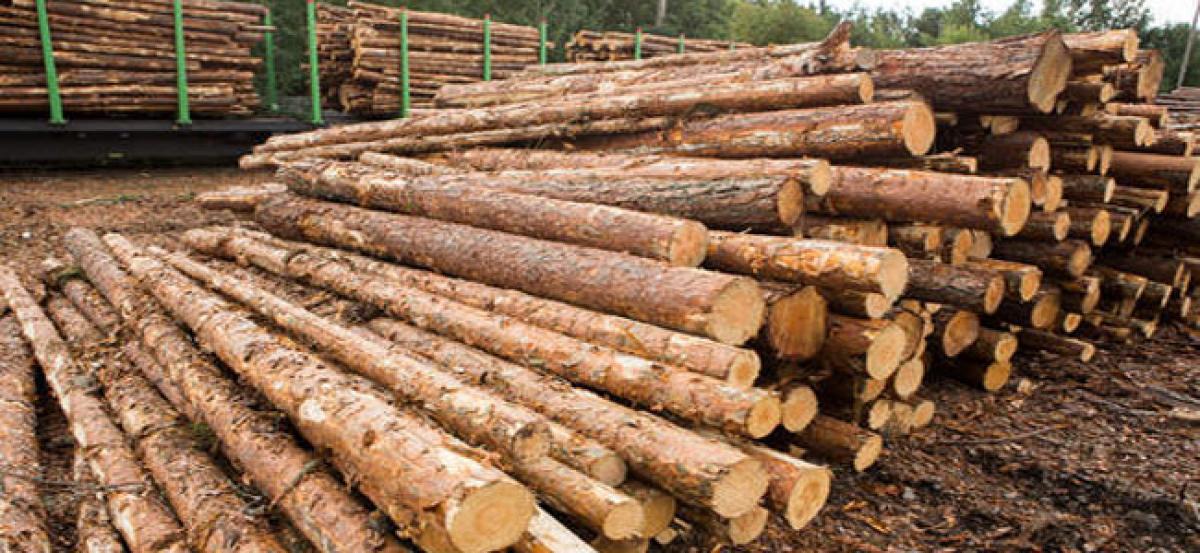 DRI officials 7 tonnes of casuarina wood logs and 528 brown packets at Vizag