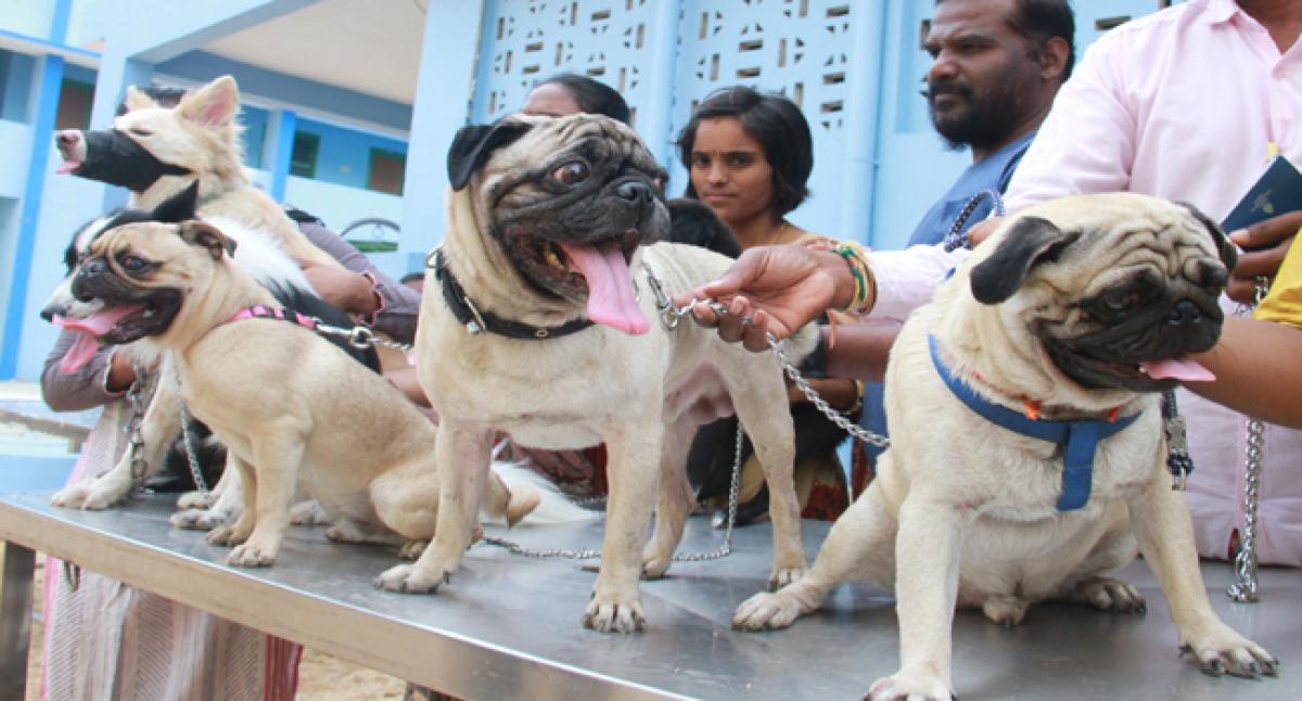 Multi-pronged strategy to make Tirupati rabies-free