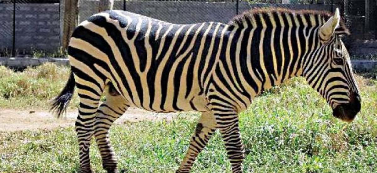 Researchers solve the mystery behind the striped fur of zebras