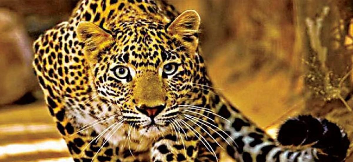 Jaguar escapes New Orleans zoo, attacks 6 animals