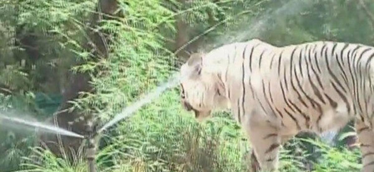 Zoo staff prepare for hot days ahead, keep animals cool